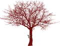 The maple tree graphic from the logo between two lines.
